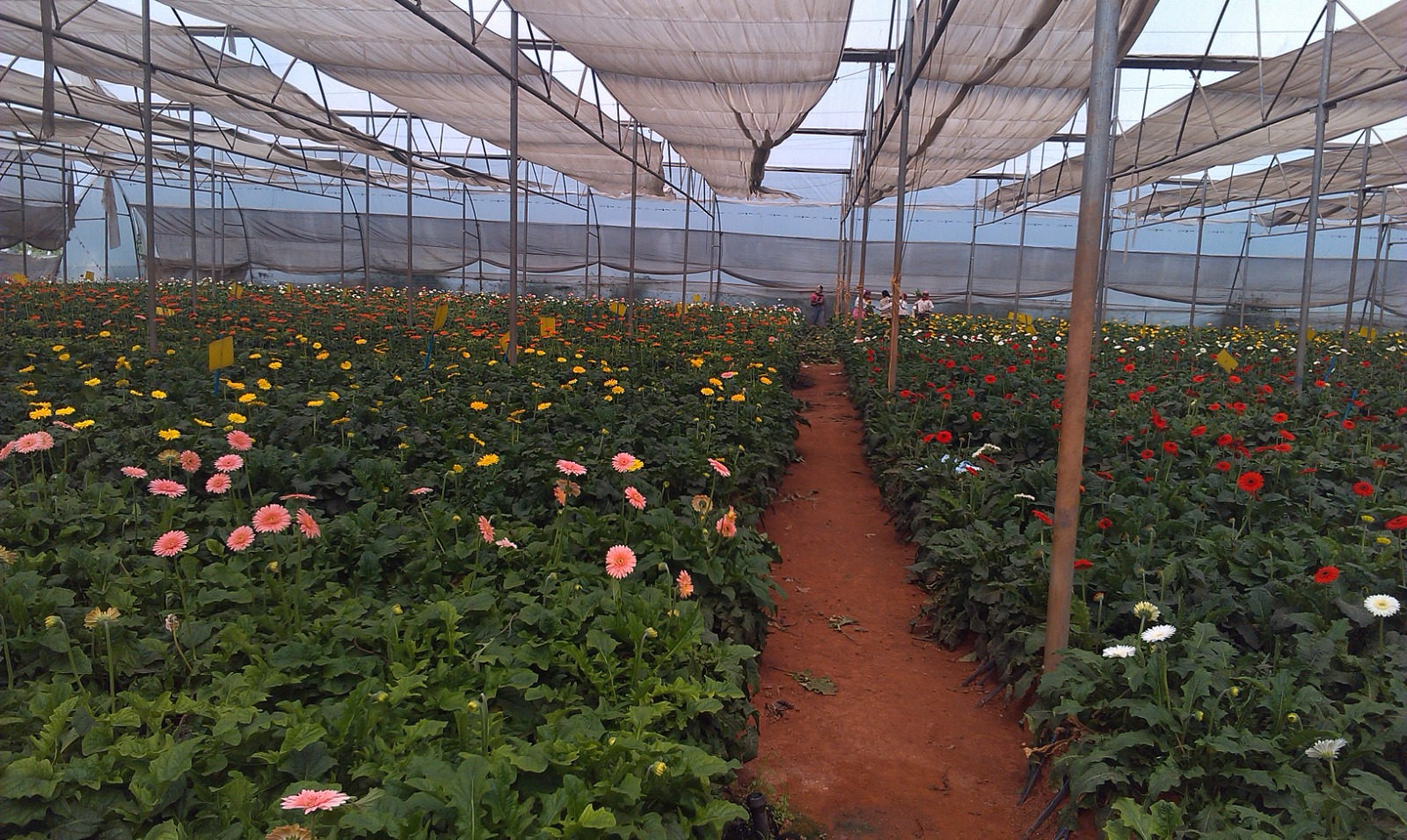 Greenhouse Project 23